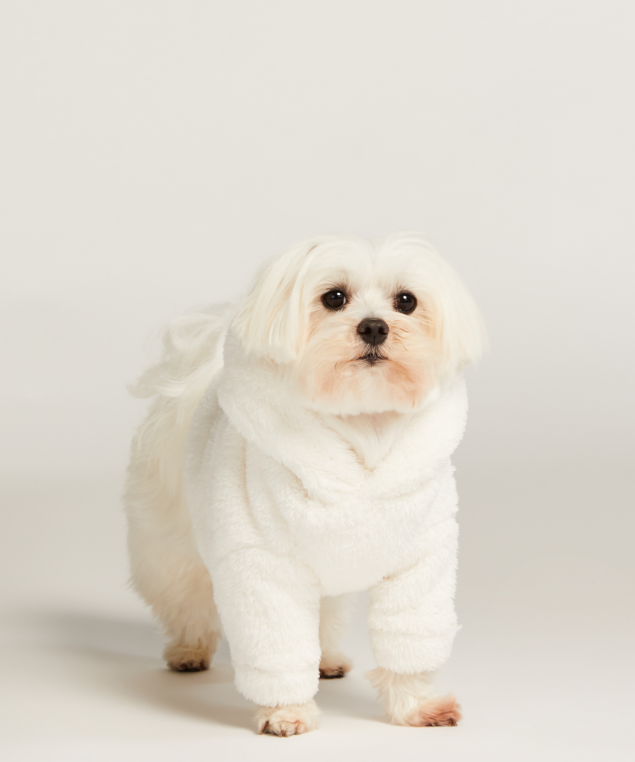 Hunde-onesie, hvid, main